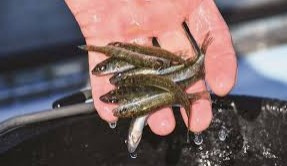 Walleye Fingerlings